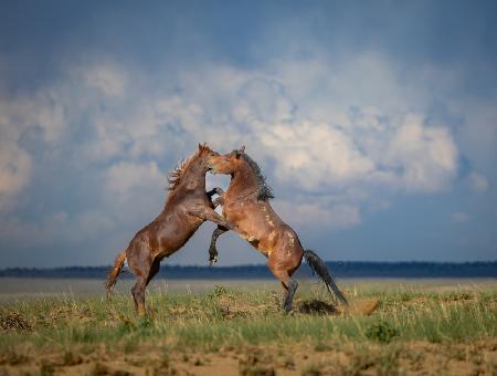 Natural Love Wild Compassion