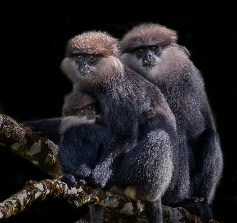 A Family of Black faced Monkey von Liwen Tao