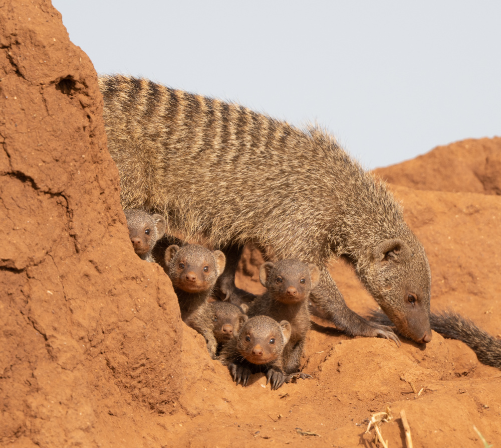 a big family von Liwen Tao