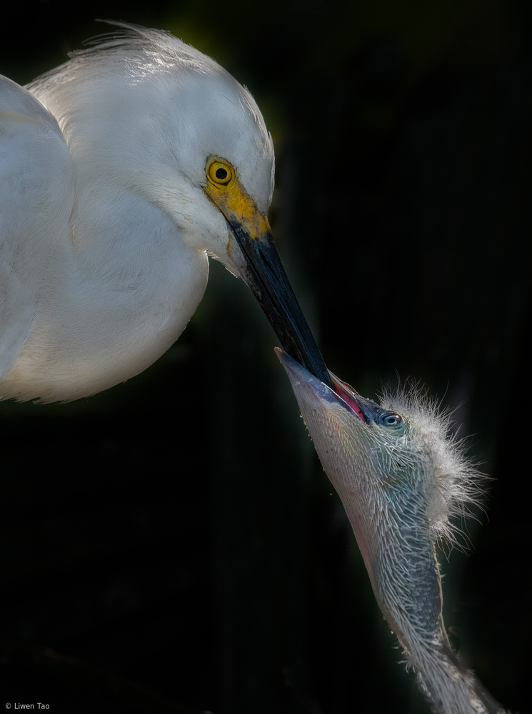 Feeding von Liwen Tao