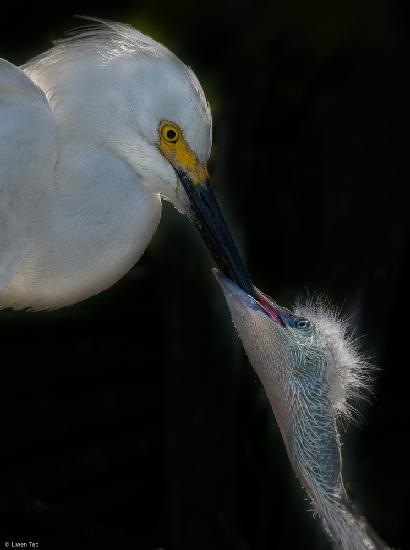 Feeding