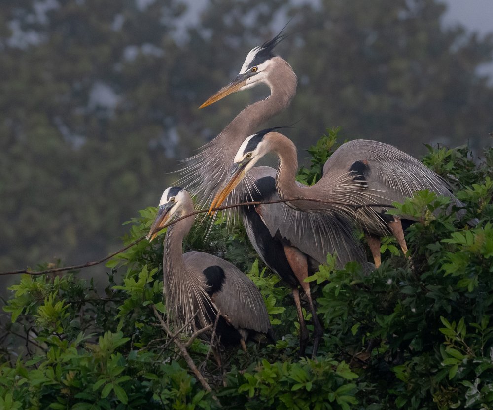 BUILDING THE NEST TOGETHER von Liwen Tao