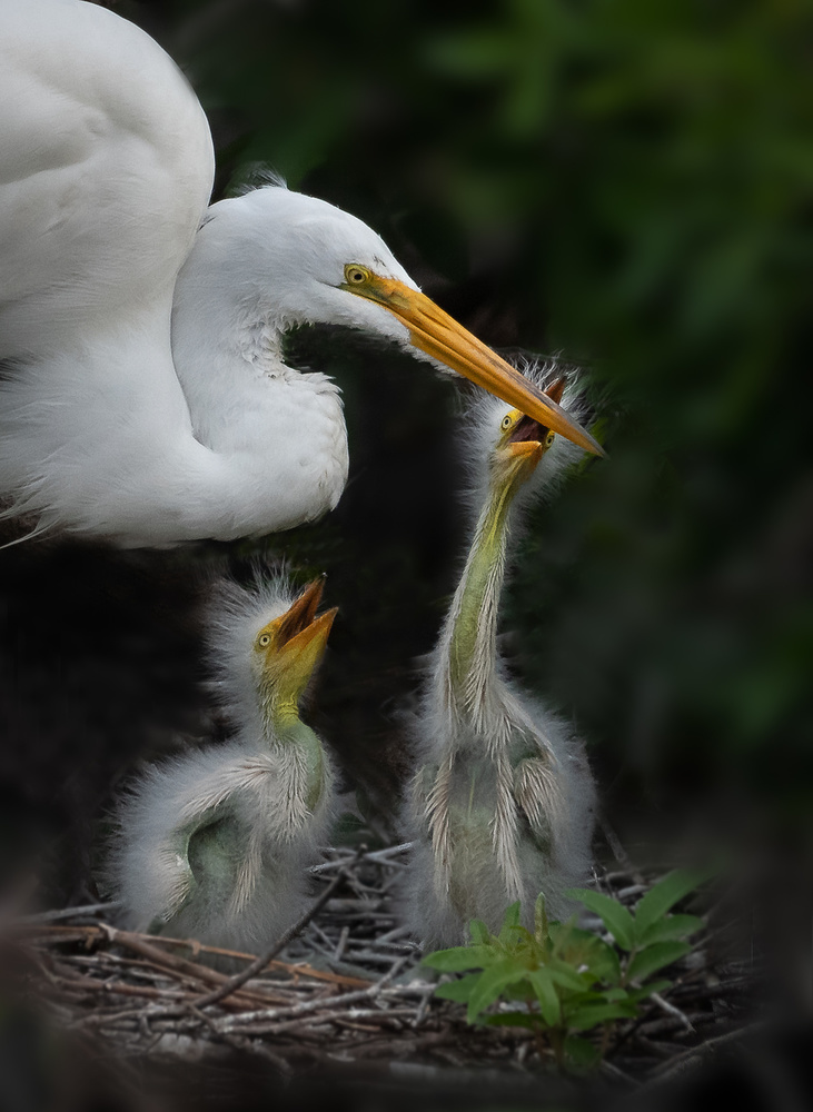 Mommy, we are hungry! von Liwen Tao