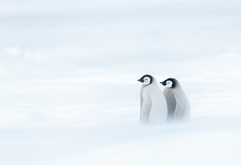 SISTER BOND UNDER THE WORST WEATHER II von Liwen Tao