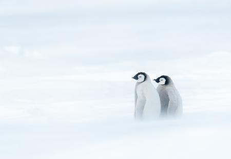 SISTER BOND UNDER THE WORST WEATHER II