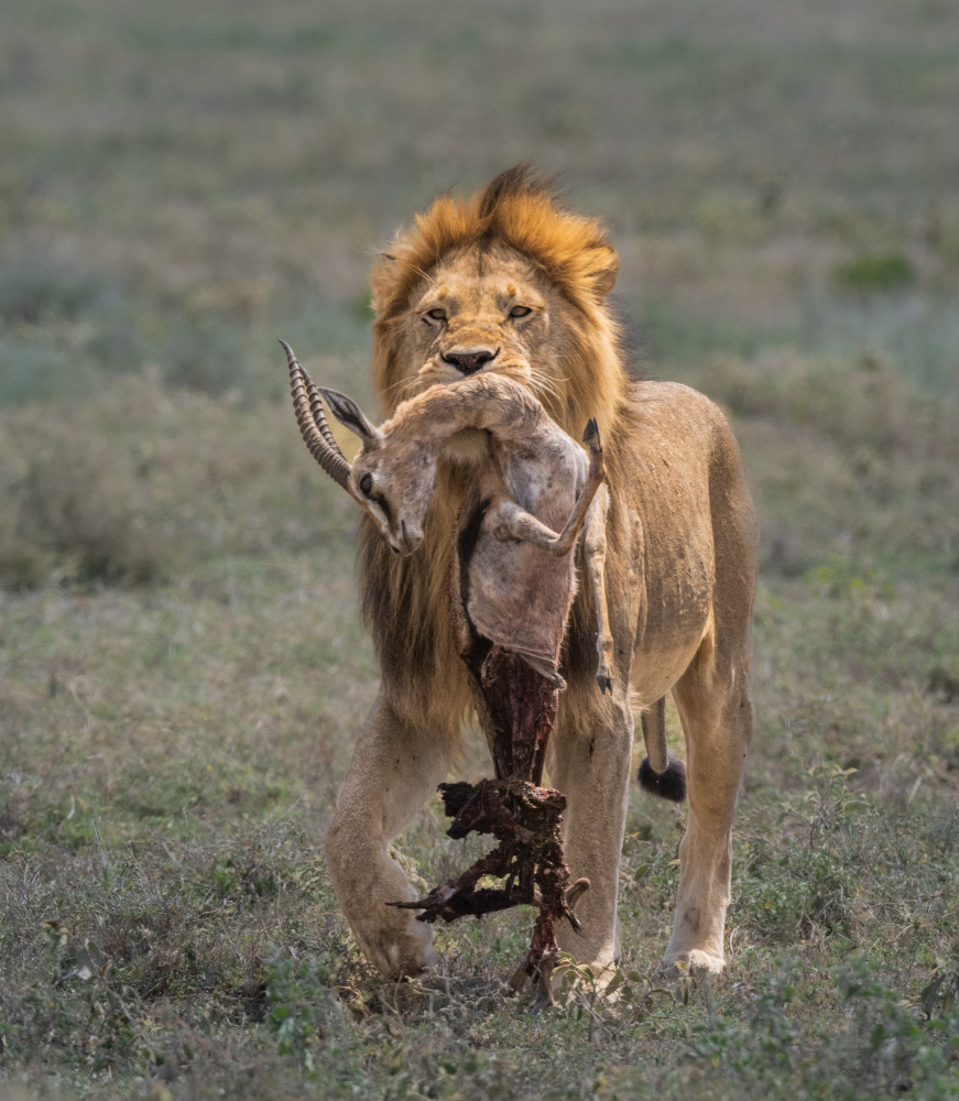 PRIDE von Liwen Tao