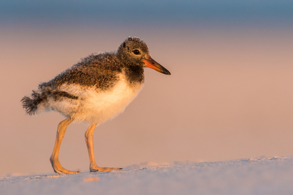 Oystercatcher baby von LM Meng