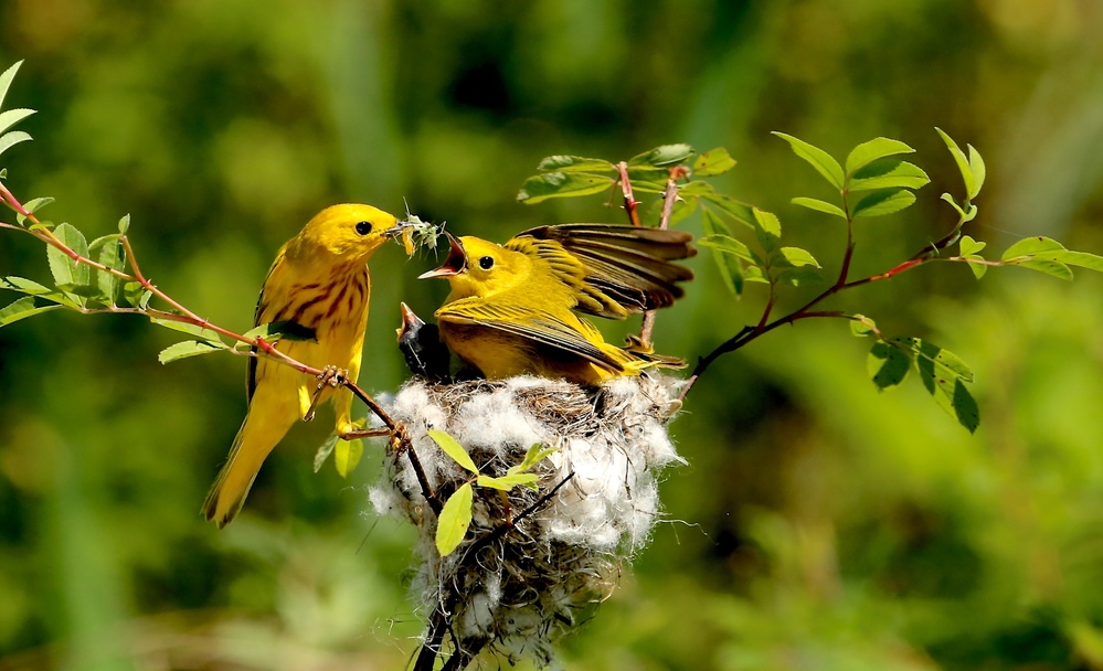 Yellow warbler feeding Cowbird baby von LM Meng