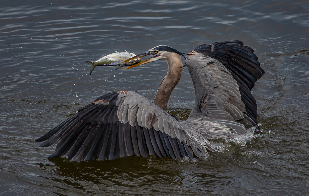 Heron caught a fish von LM Meng