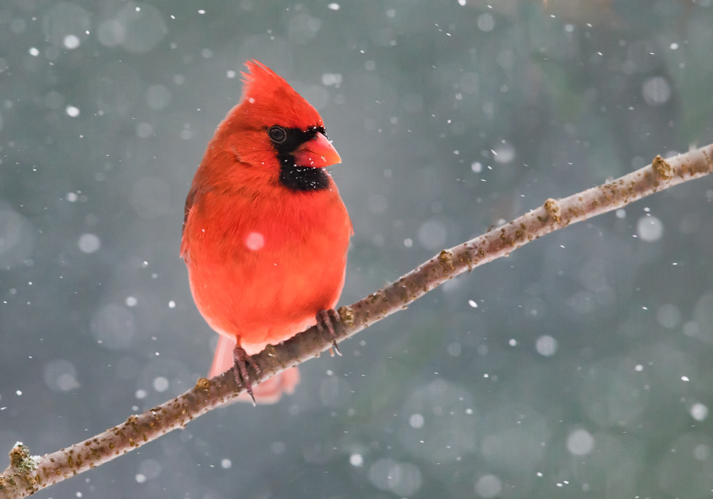 Mr. Cardinal in the snow von LM Meng