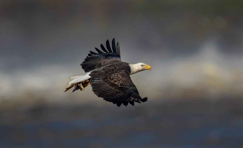 Bald eagle flying von LM Meng