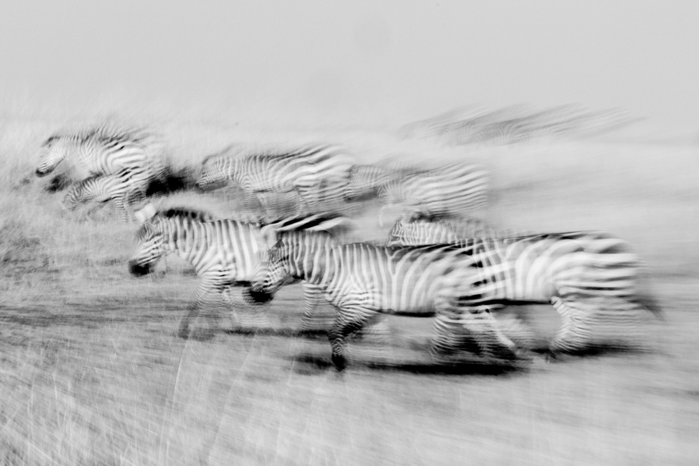 Moving stripes von Lokesh Kumar Rastogi