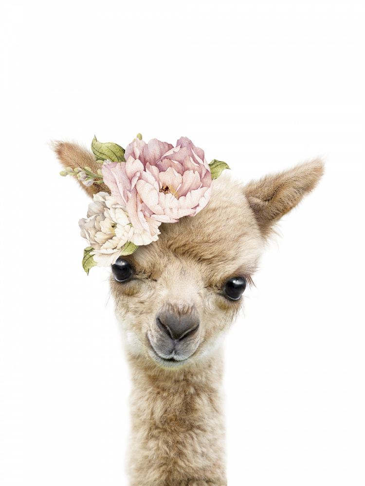 Floral Baby Llama von Lola Peacock