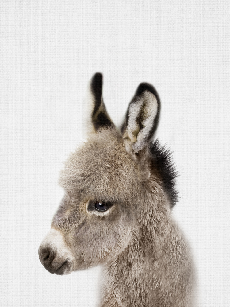 Peekaboo Baby Donkey von Lola Peacock