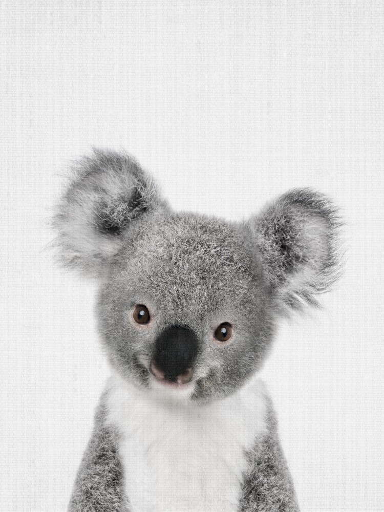 Peekaboo Baby Koala von Lola Peacock