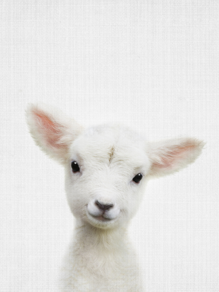 Peekaboo Baby Sheep von Lola Peacock