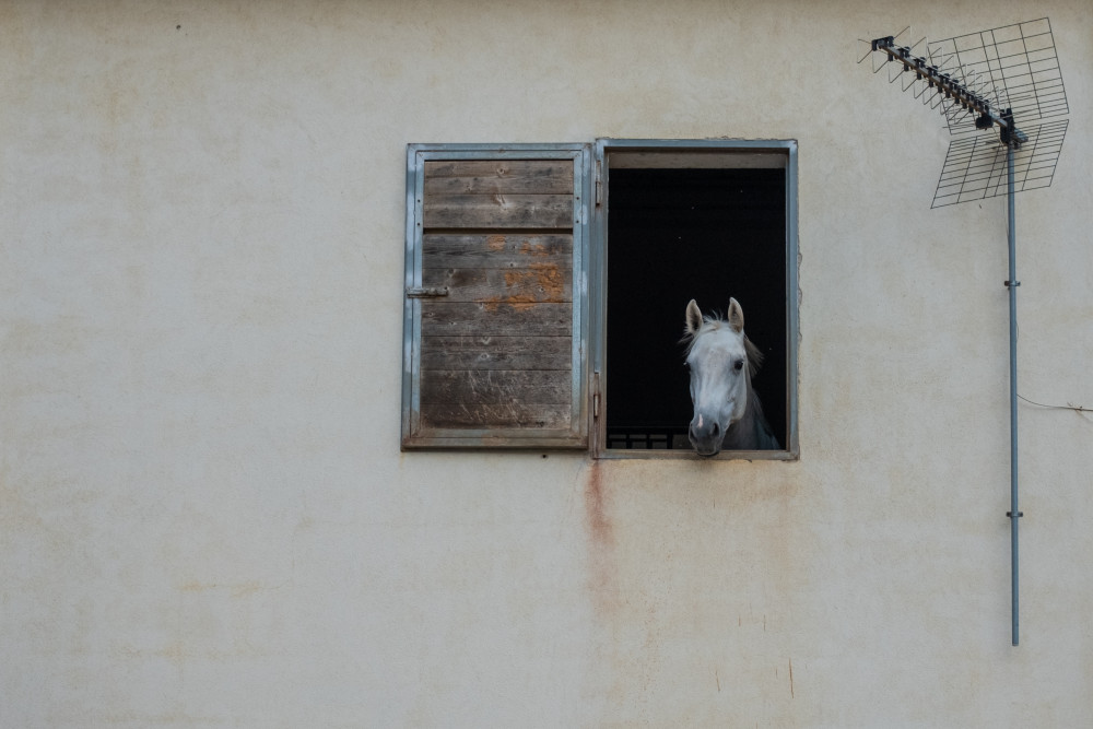 The window von Lorenzo Grifantini