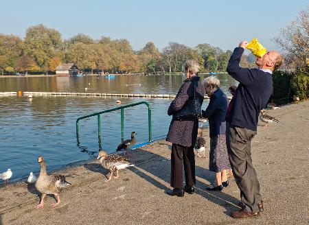 The duck feeders