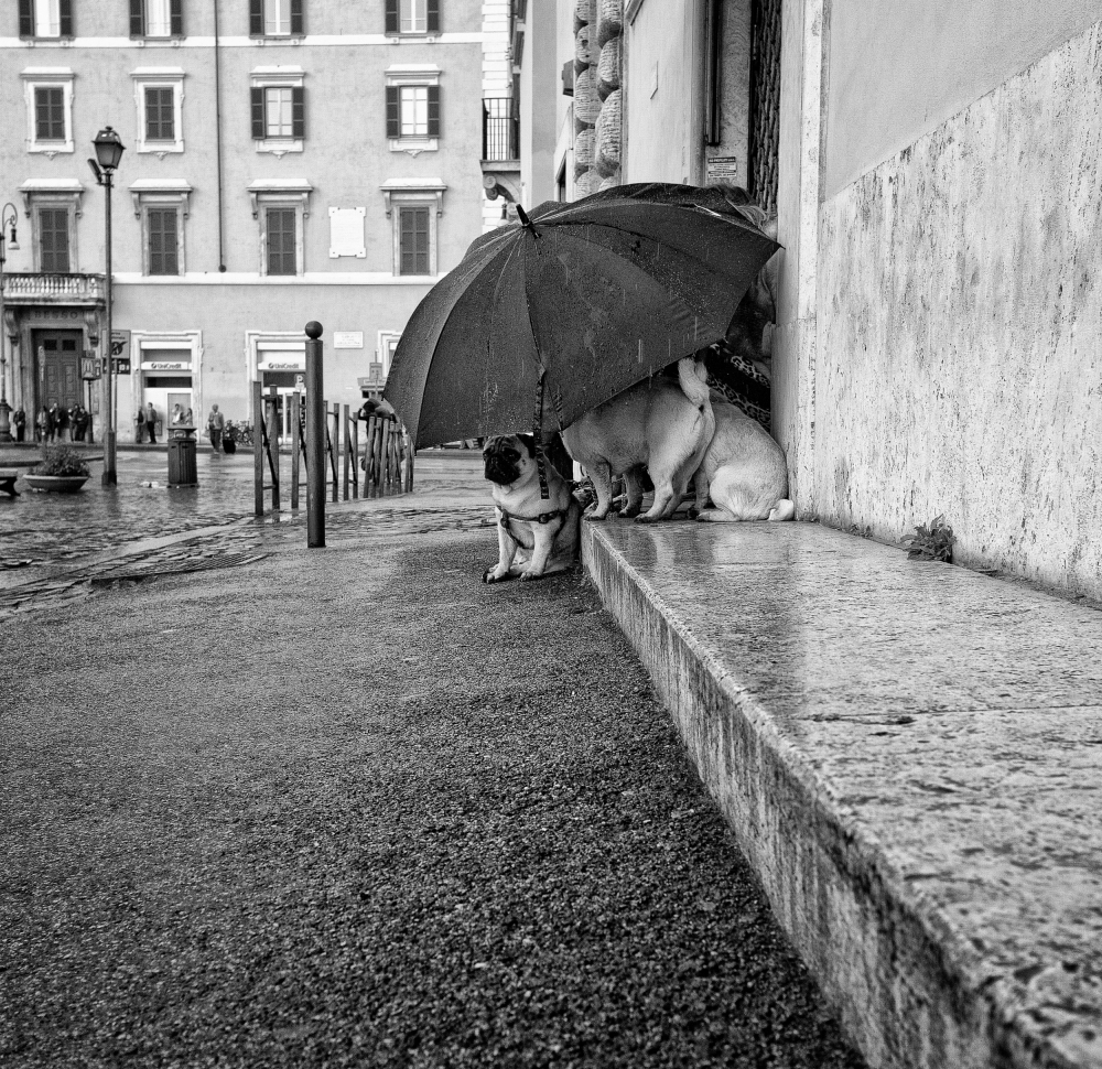 The shelter von Lorenzo Grifantini