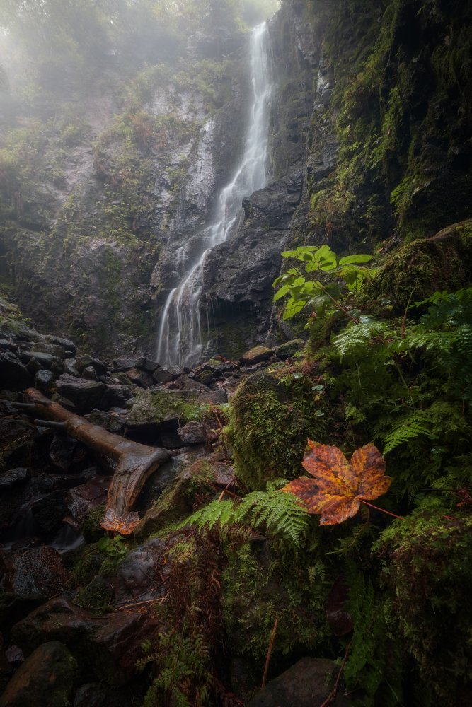 The Leaf, The Mist &amp; The Waterfall. von Lost in Woodlands