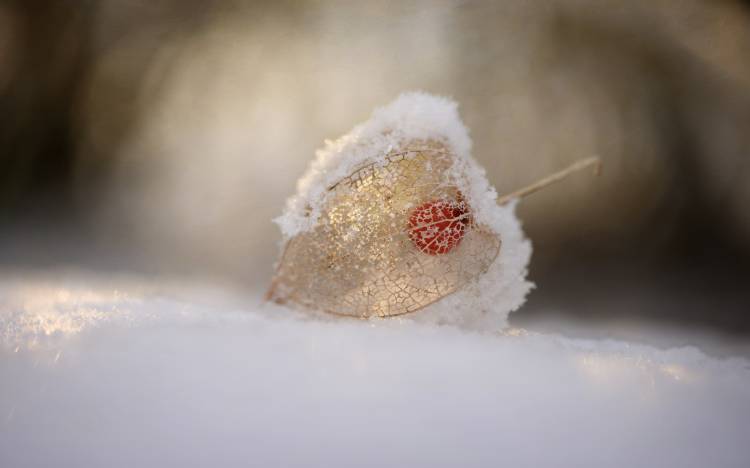 Physalis in Snow von Lotte Gronkjaer