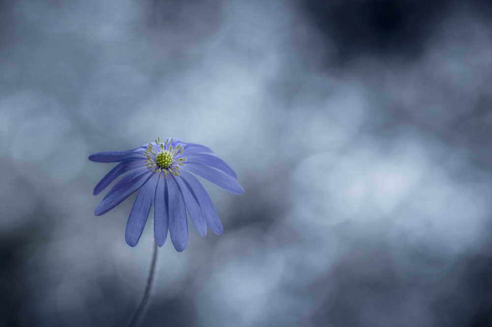 Bluish von Lotte Grønkjær