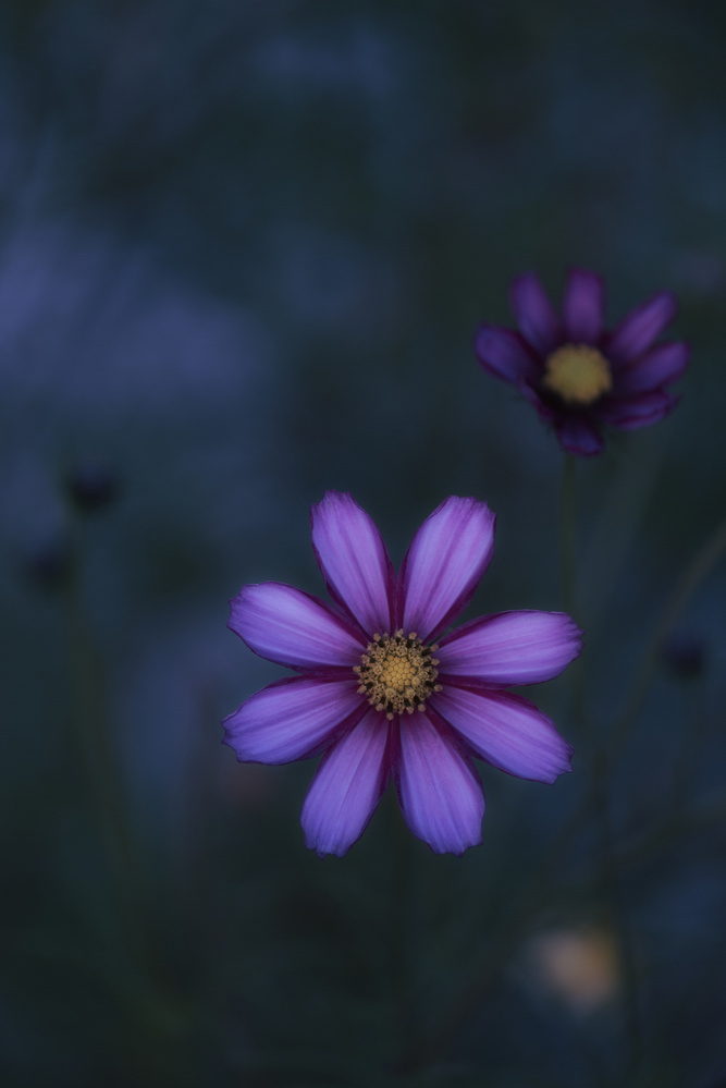 Flowers of autumn von Lotte Grønkjær