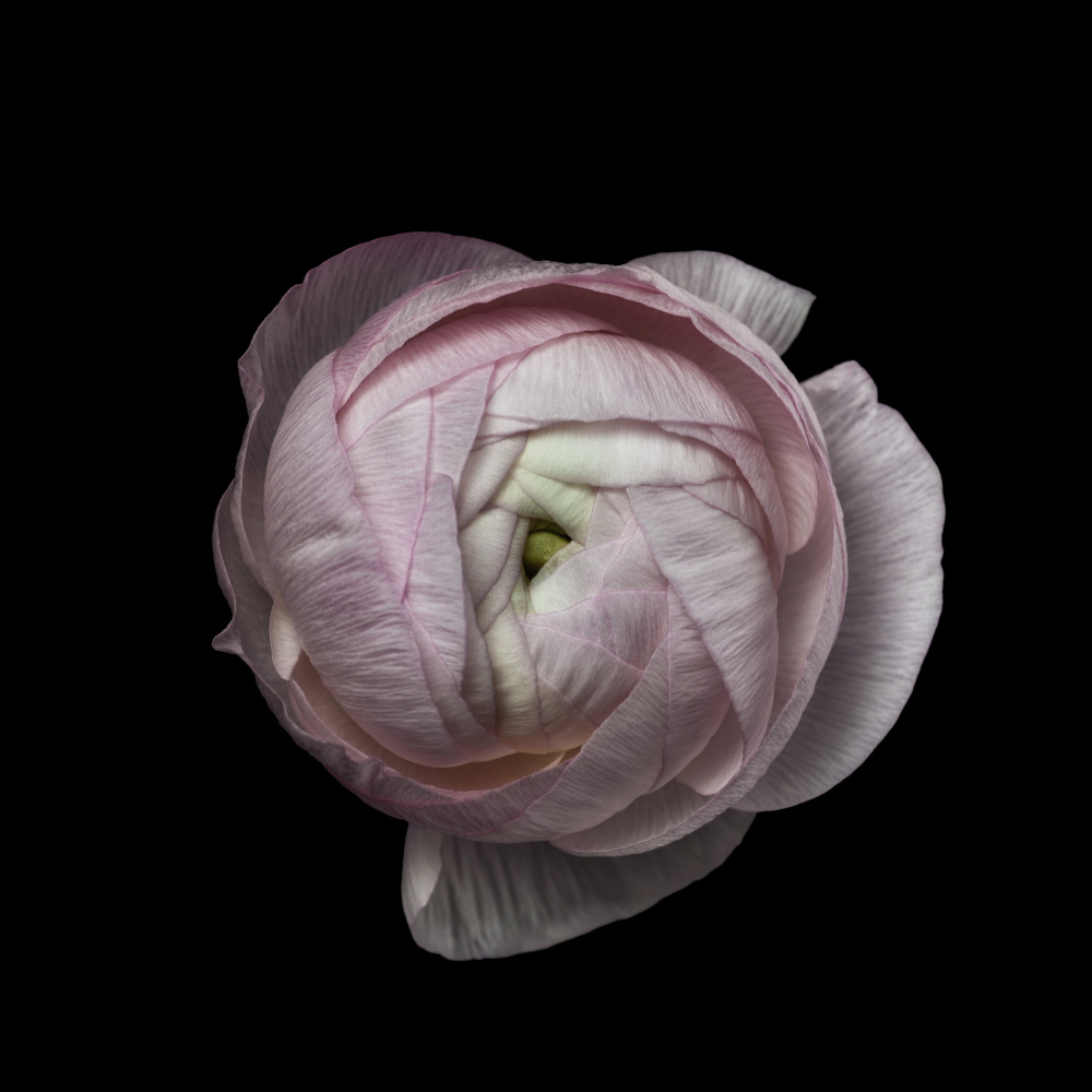 Flower portrait von Lotte Grønkjær