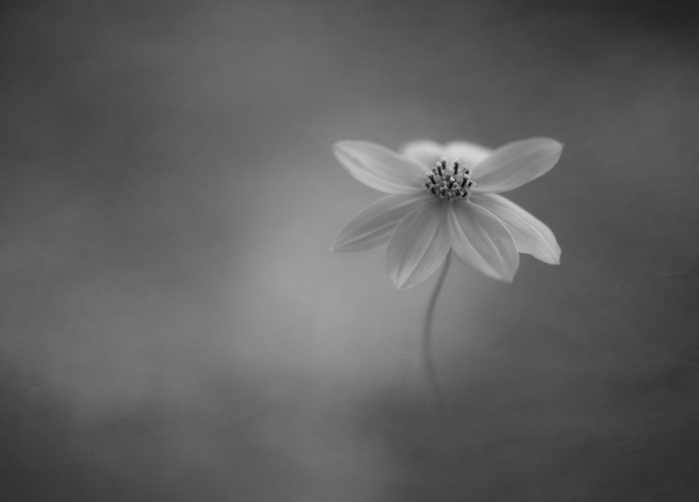 Coreopsis verticillata von Lotte Grønkjær