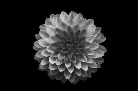 Dahlia