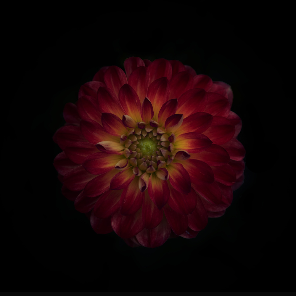 Dahlia time von Lotte Grønkjær