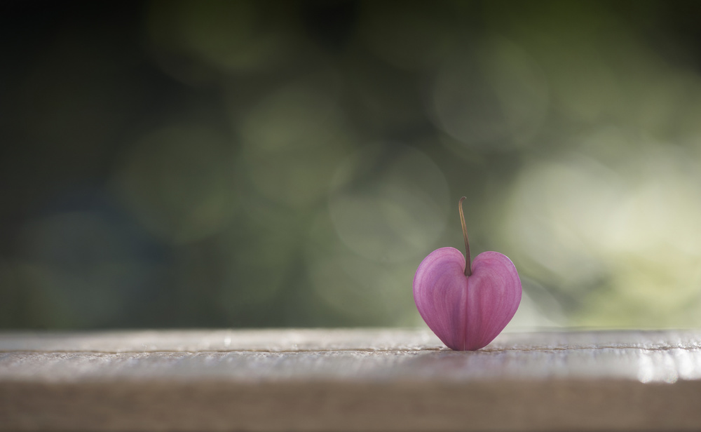 A single heart von Lotte Grønkjær