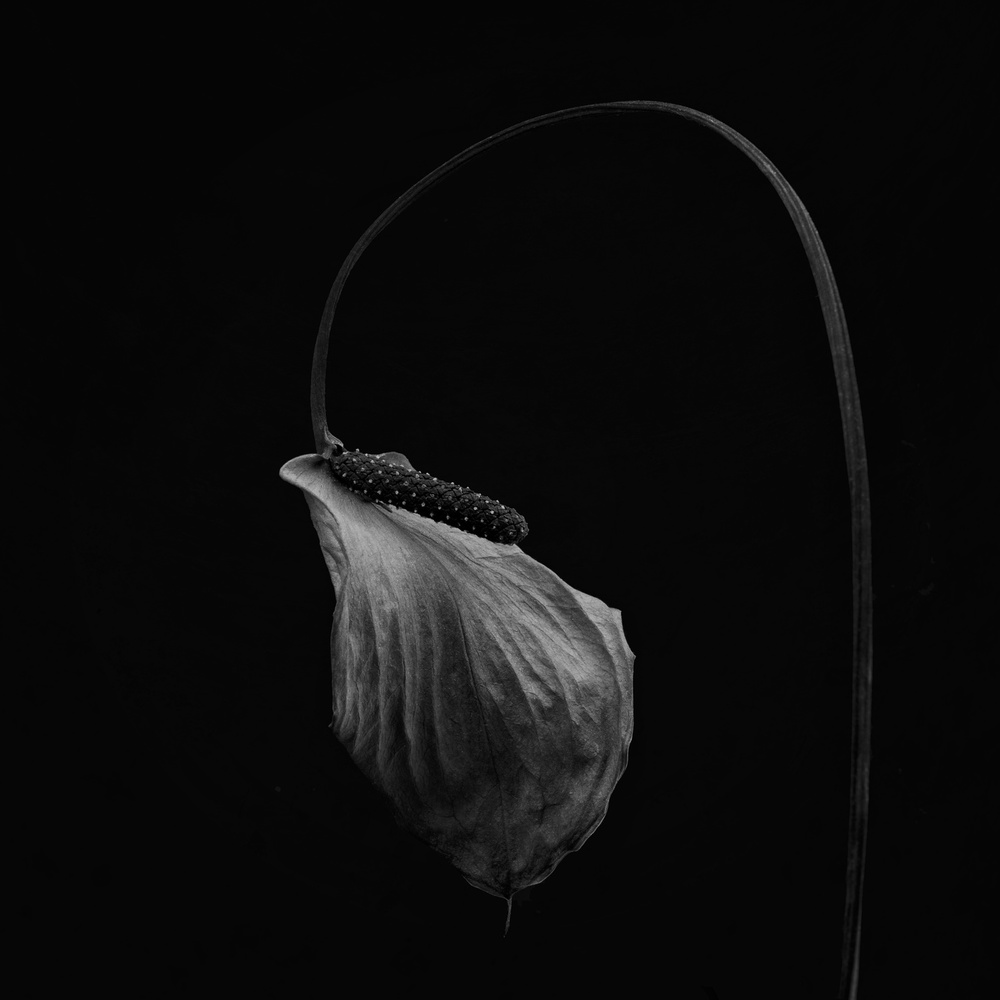 An old anthurium von Lotte Grønkjær