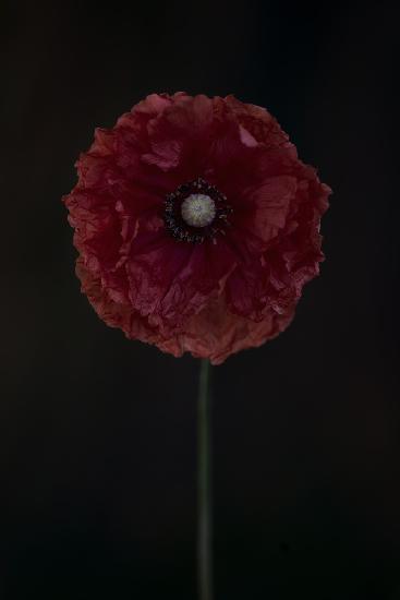 One red poppy