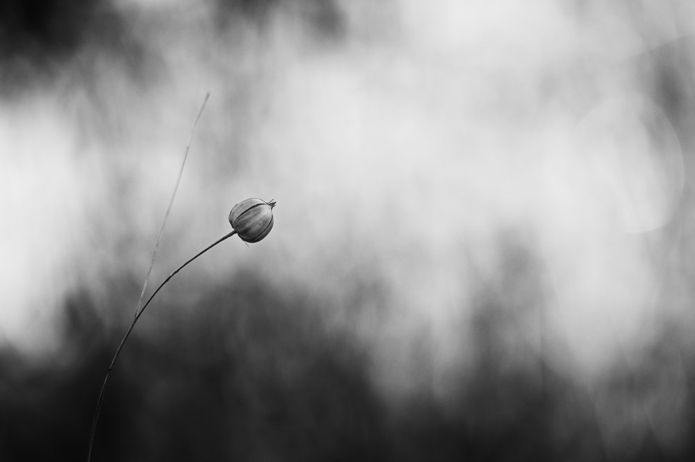 Flax after flowering von Lotte Grønkjær