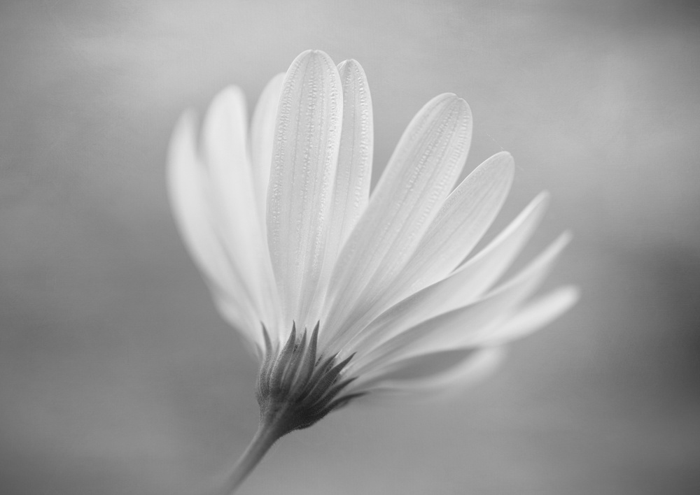 Gerbera von Lotte Grønkjær