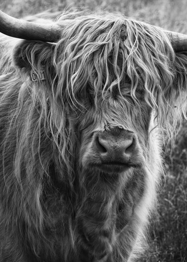 Highland cattle von Lotte Grønkjær