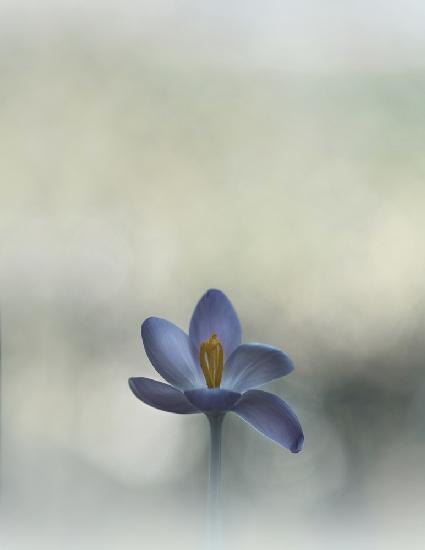 Crocus in the window