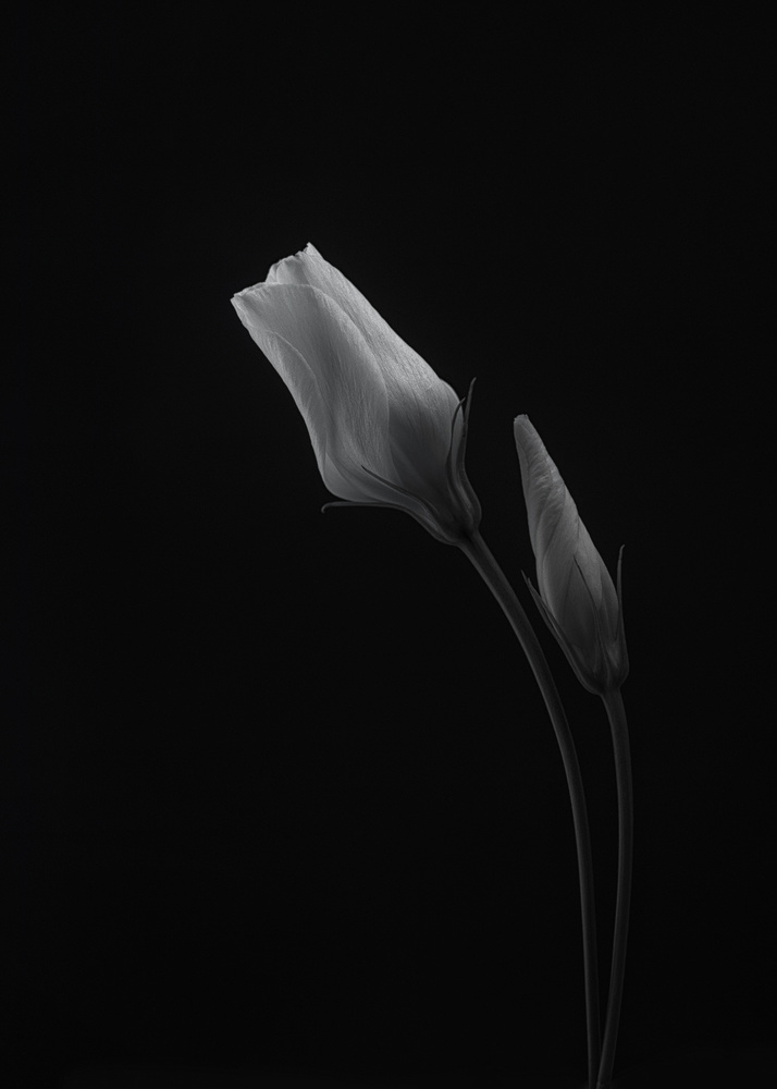 Lisianthus von Lotte Grønkjær