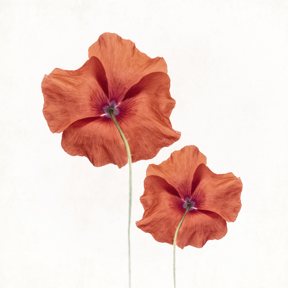 Poppies von Lotte Grønkjær