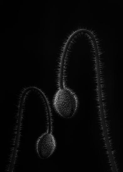 Poppy buds