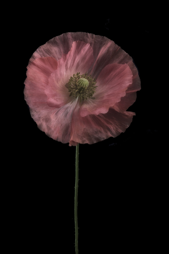 Yet another poppy von Lotte Grønkjær