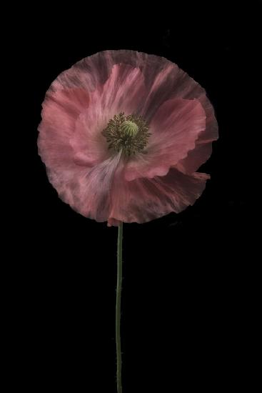 Yet another poppy