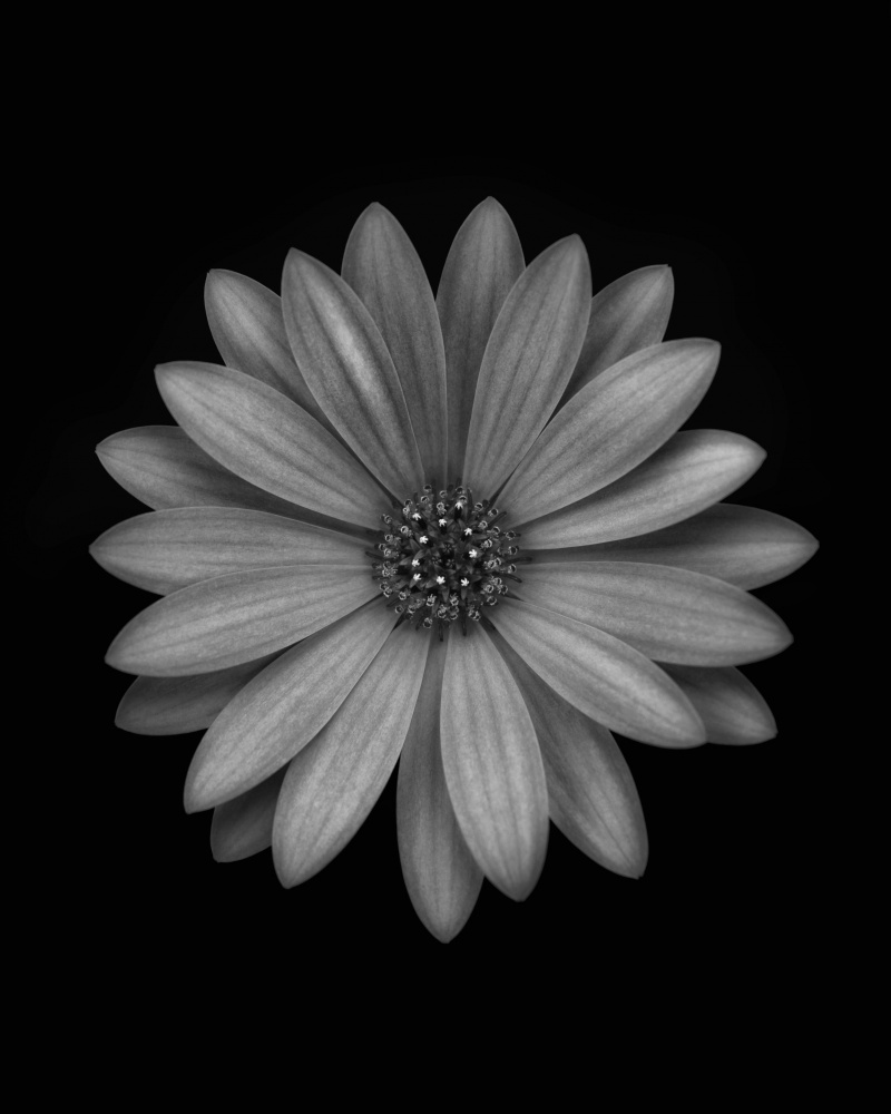 Osteospermum von Lotte Grønkjær