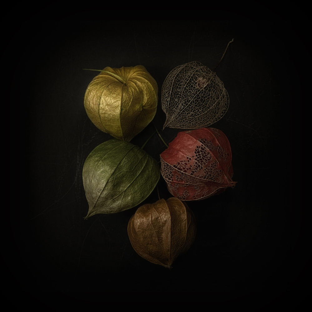 Physalis von Lotte Grønkjær