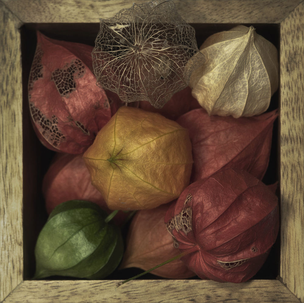 Physalis alkekengi in a box von Lotte Grønkjær