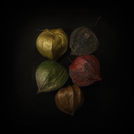 Physalis