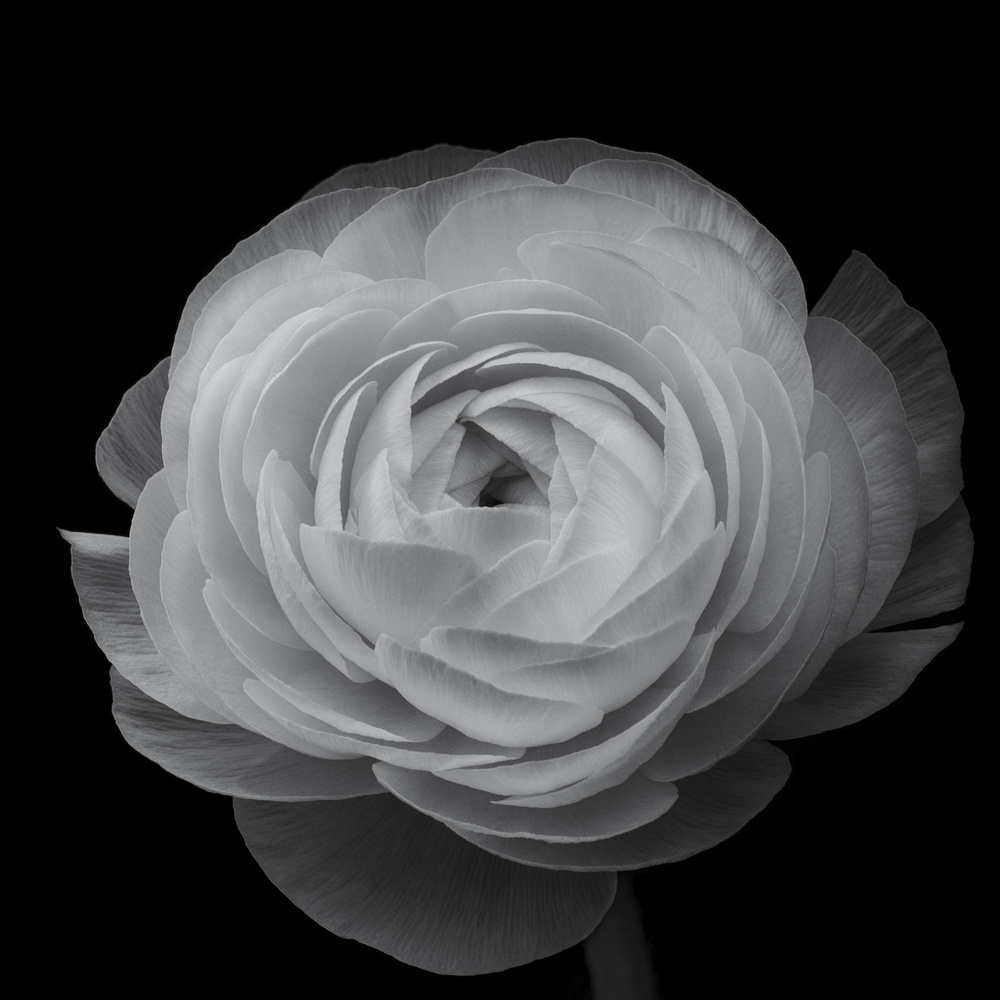 Ranunculus von Lotte Grønkjær