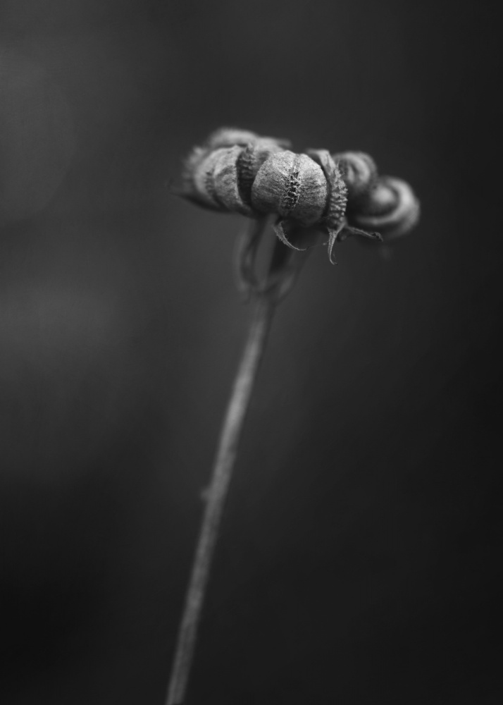 Calendula von Lotte Grønkjær