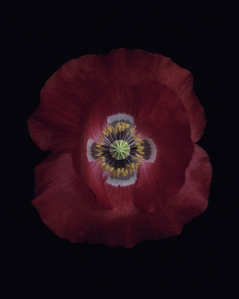 Red poppy von Lotte Grønkjær